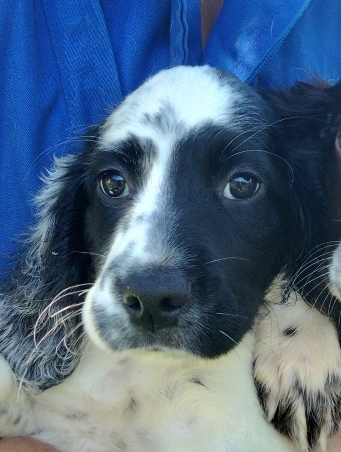 Blue roan store springer spaniel puppies